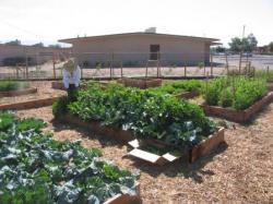 Image of raised planting beds.