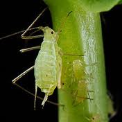 Image of aphid on stem 