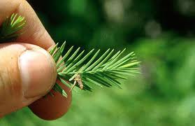 Image of bagworm on pine tree.