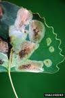 Cottonwood Leaf Miner