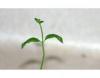 Image of seedling