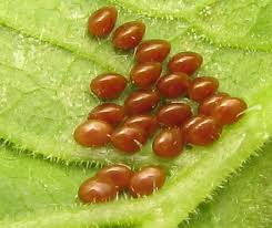 Image of Squash Bug Eggs.