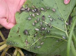 Image of squash bug as adults.
