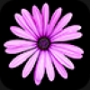 Pink Daisy-like Flower head.