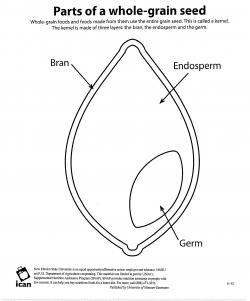 Image of ...whole grain diagram